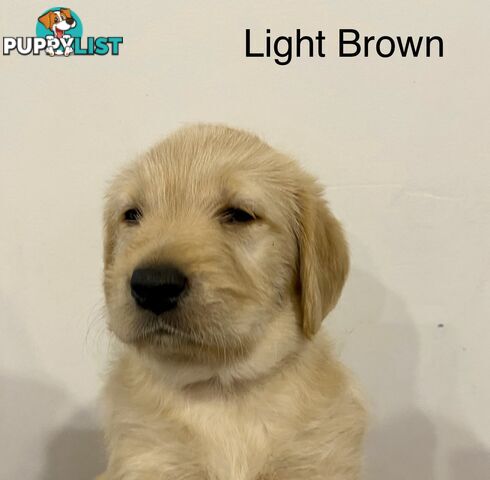 Pawfectly Adorable Lagroodle Pups For Sale