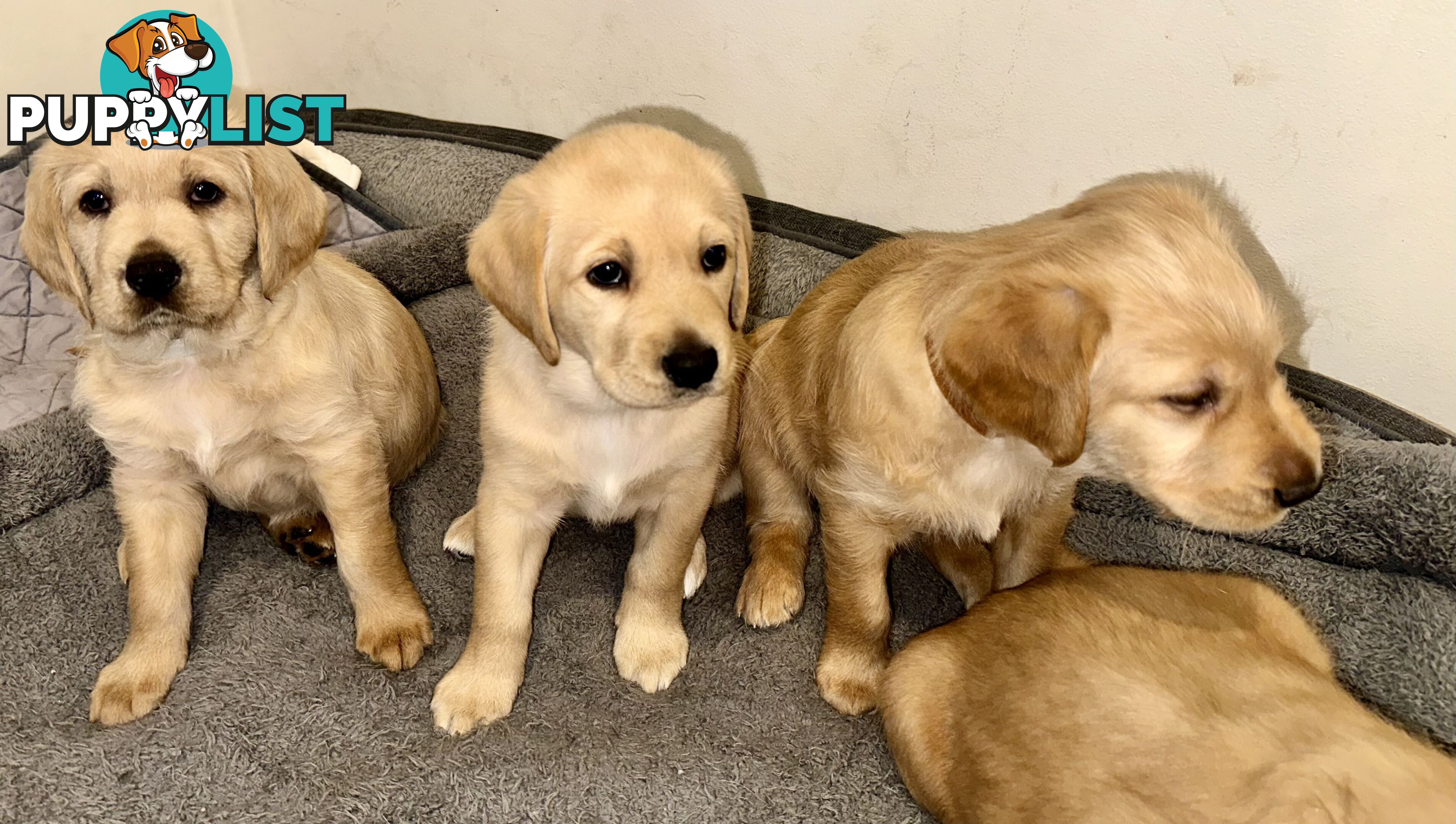 Pawfectly Adorable Lagroodle Pups For Sale