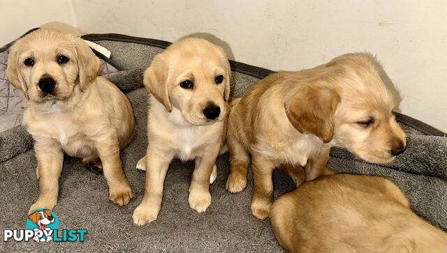 Pawfectly Adorable Lagroodle Pups For Sale
