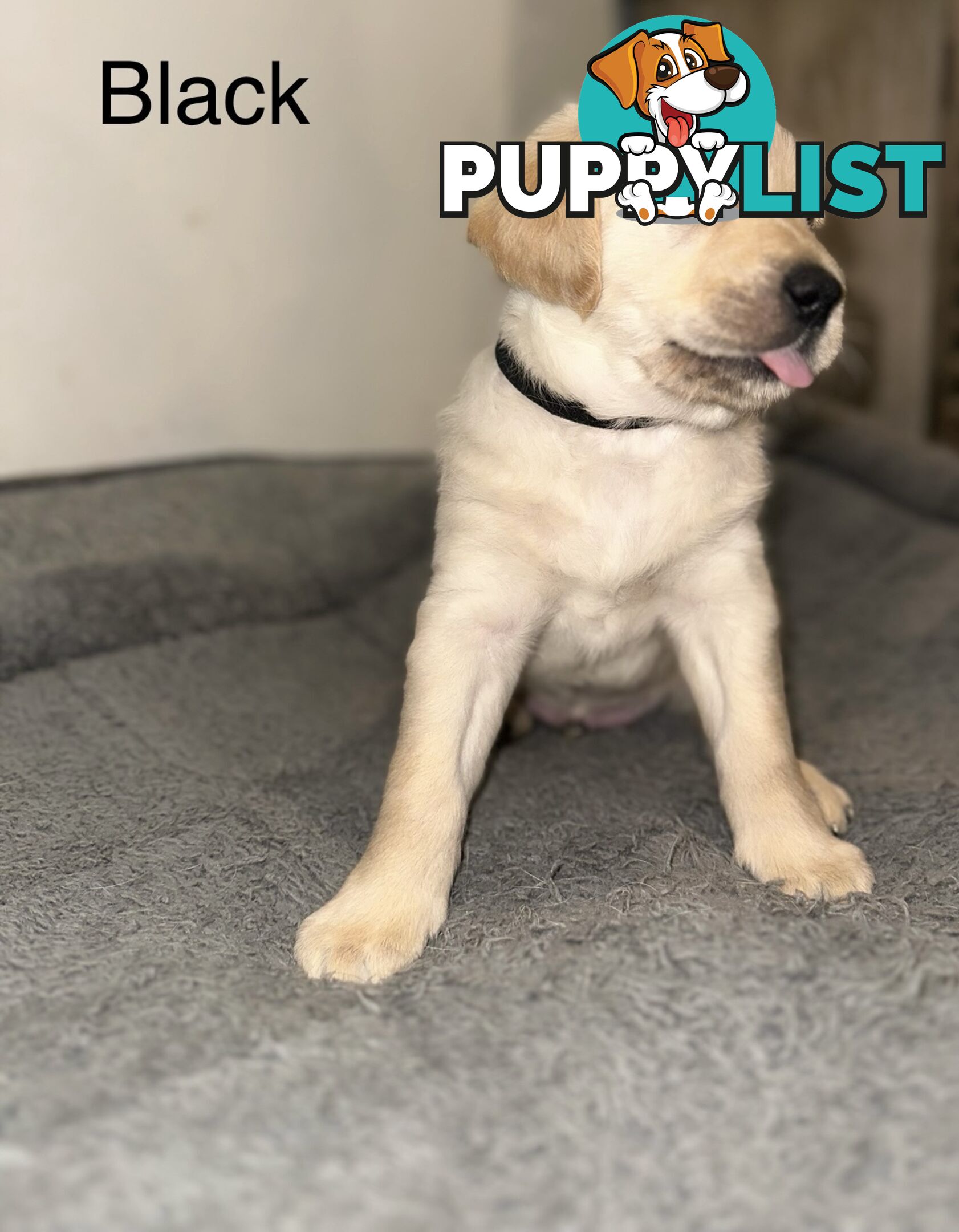 Pawfectly Adorable Lagroodle Pups For Sale
