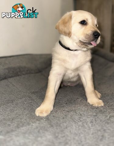 Pawfectly Adorable Lagroodle Pups For Sale
