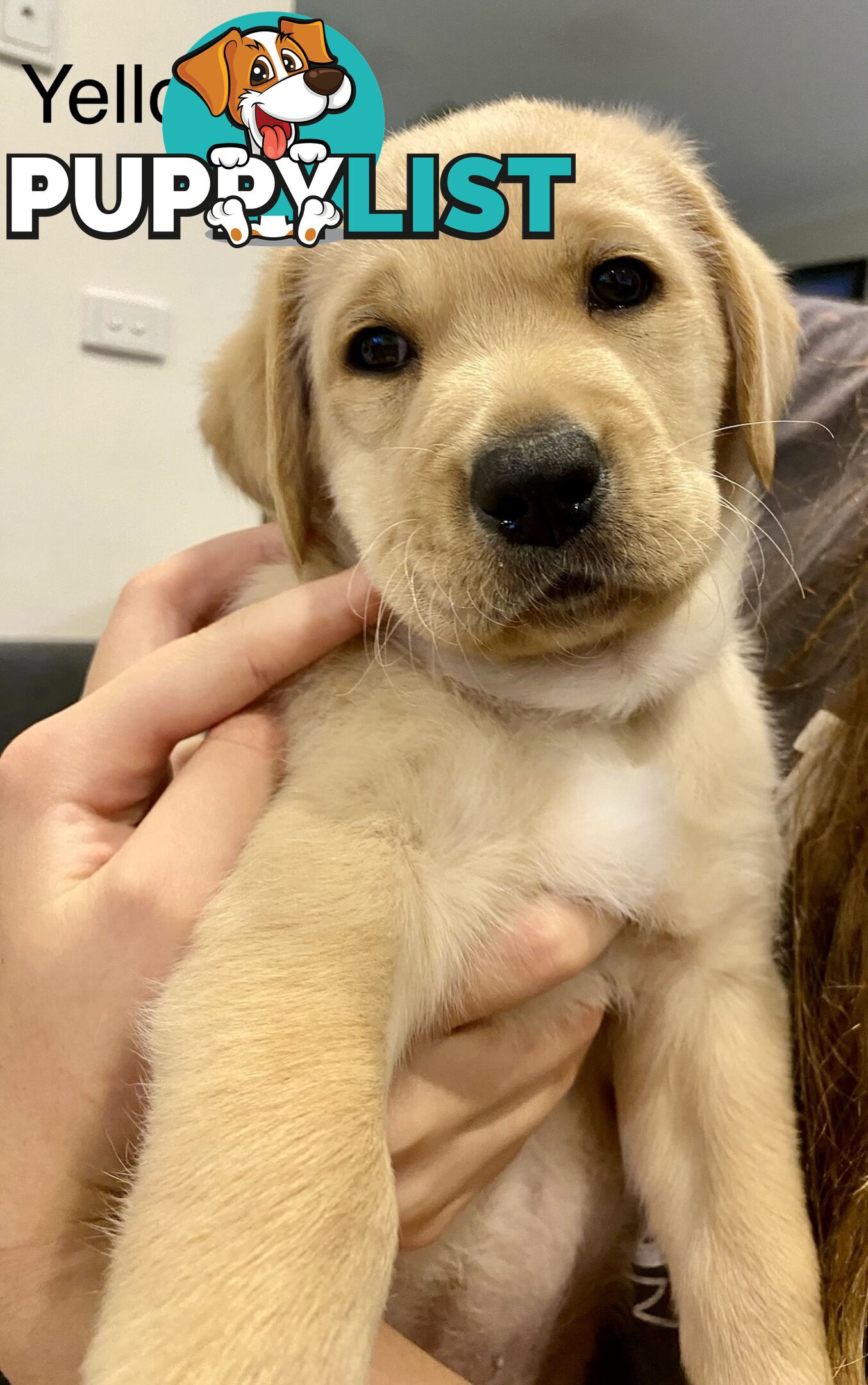 Pawfectly Adorable Lagroodle Pups For Sale