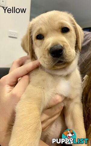 Pawfectly Adorable Lagroodle Pups For Sale