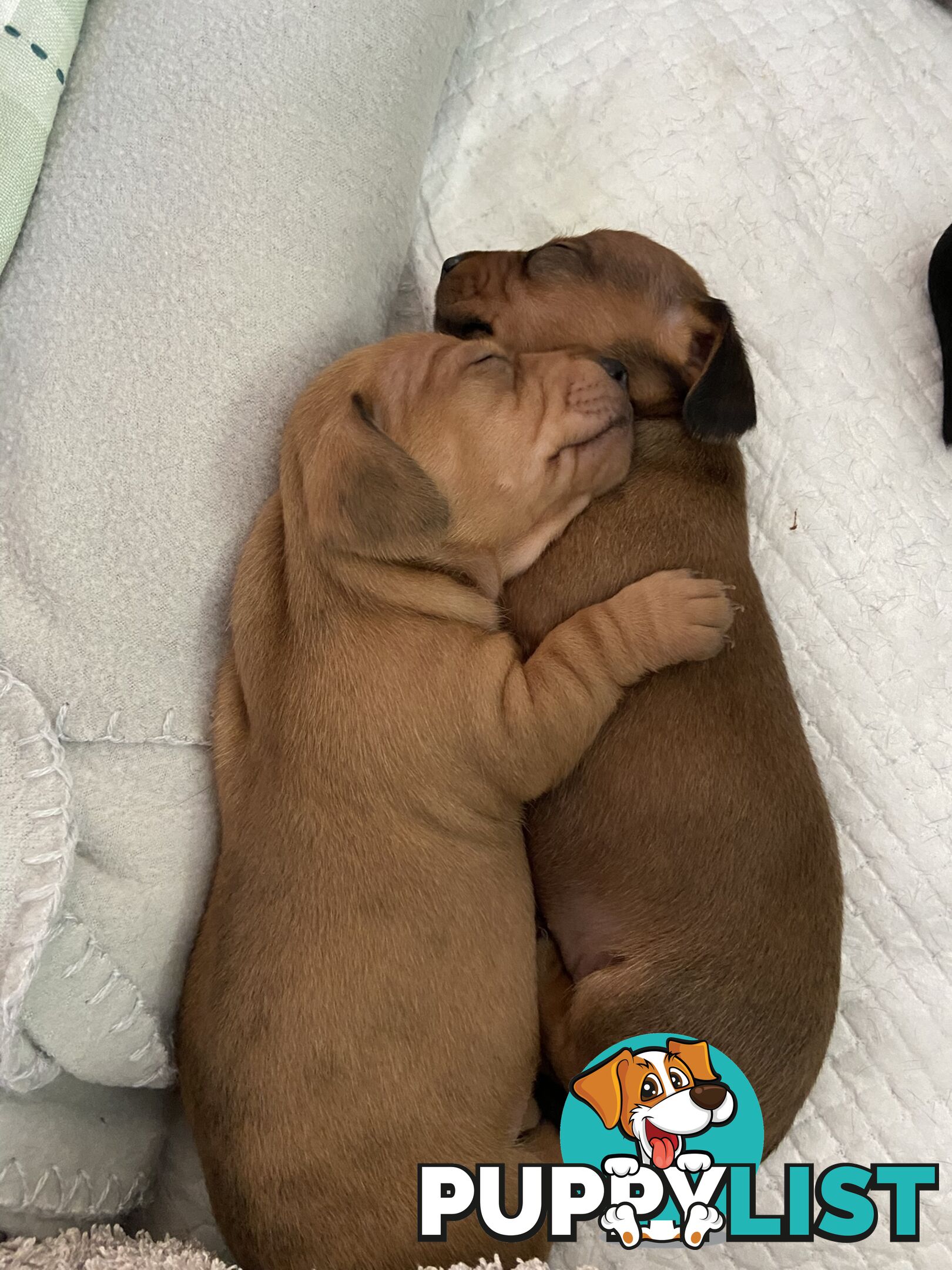 Adorable Pure Bred Dachshund Puppies