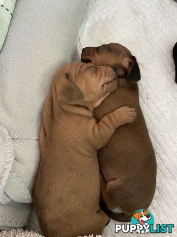 Adorable Pure Bred Dachshund Puppies