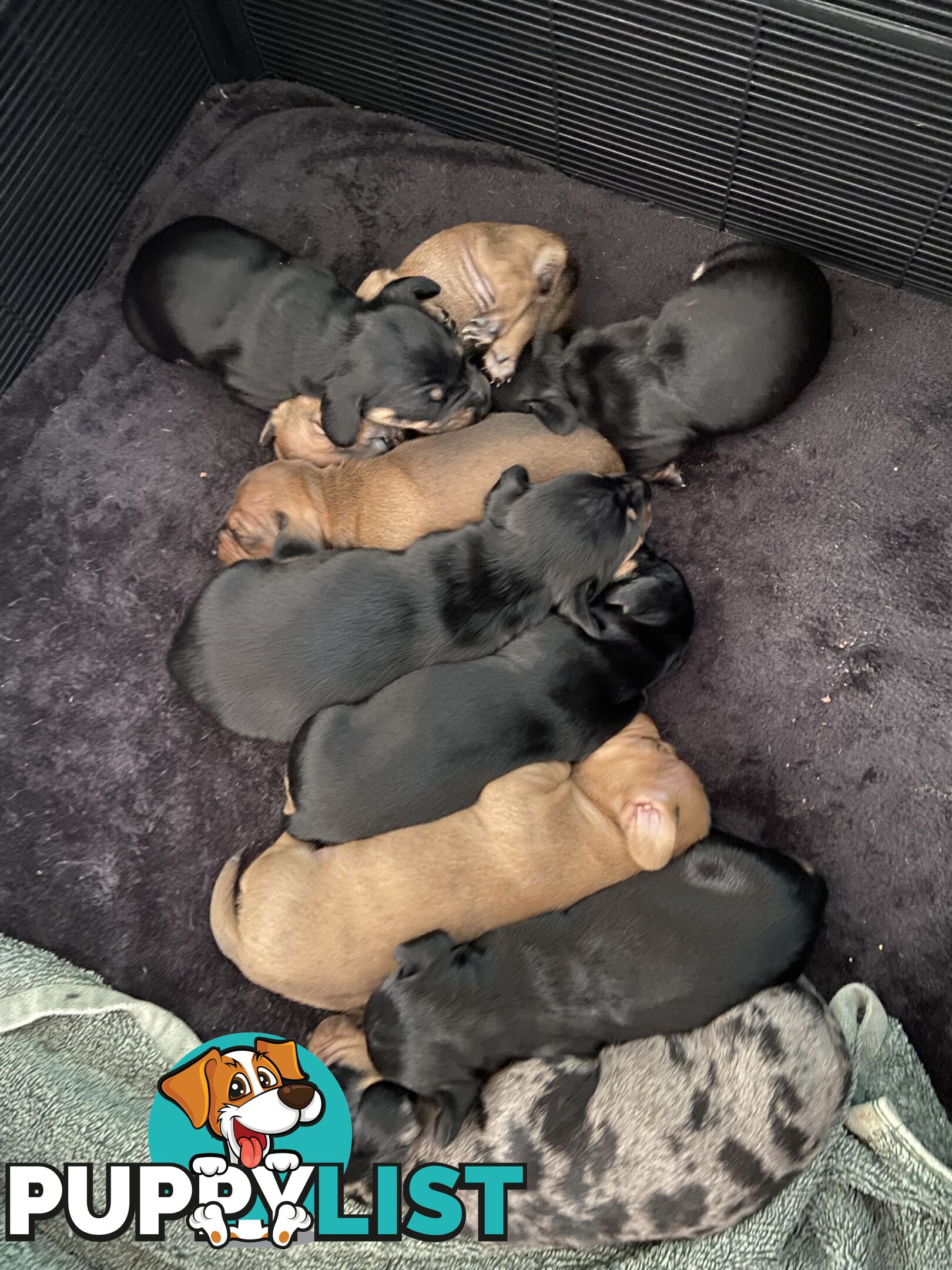 Adorable Pure Bred Dachshund Puppies