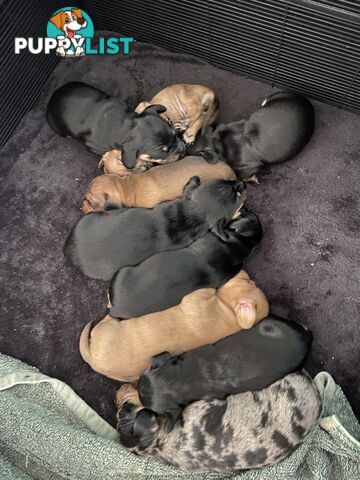 Adorable Pure Bred Dachshund Puppies