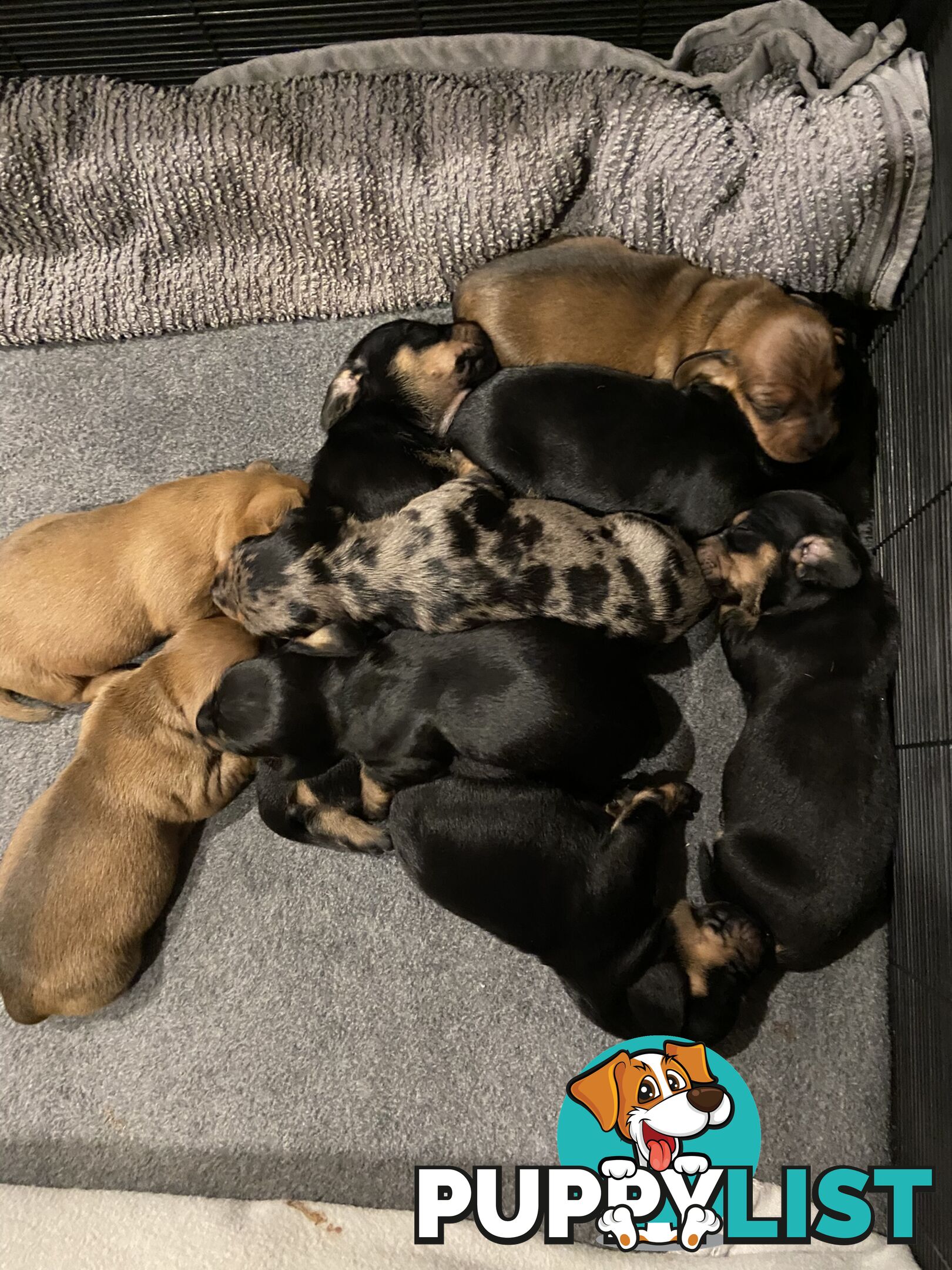 Adorable Pure Bred Dachshund Puppies