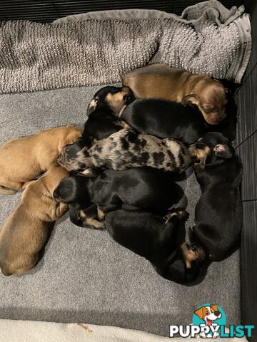 Adorable Pure Bred Dachshund Puppies