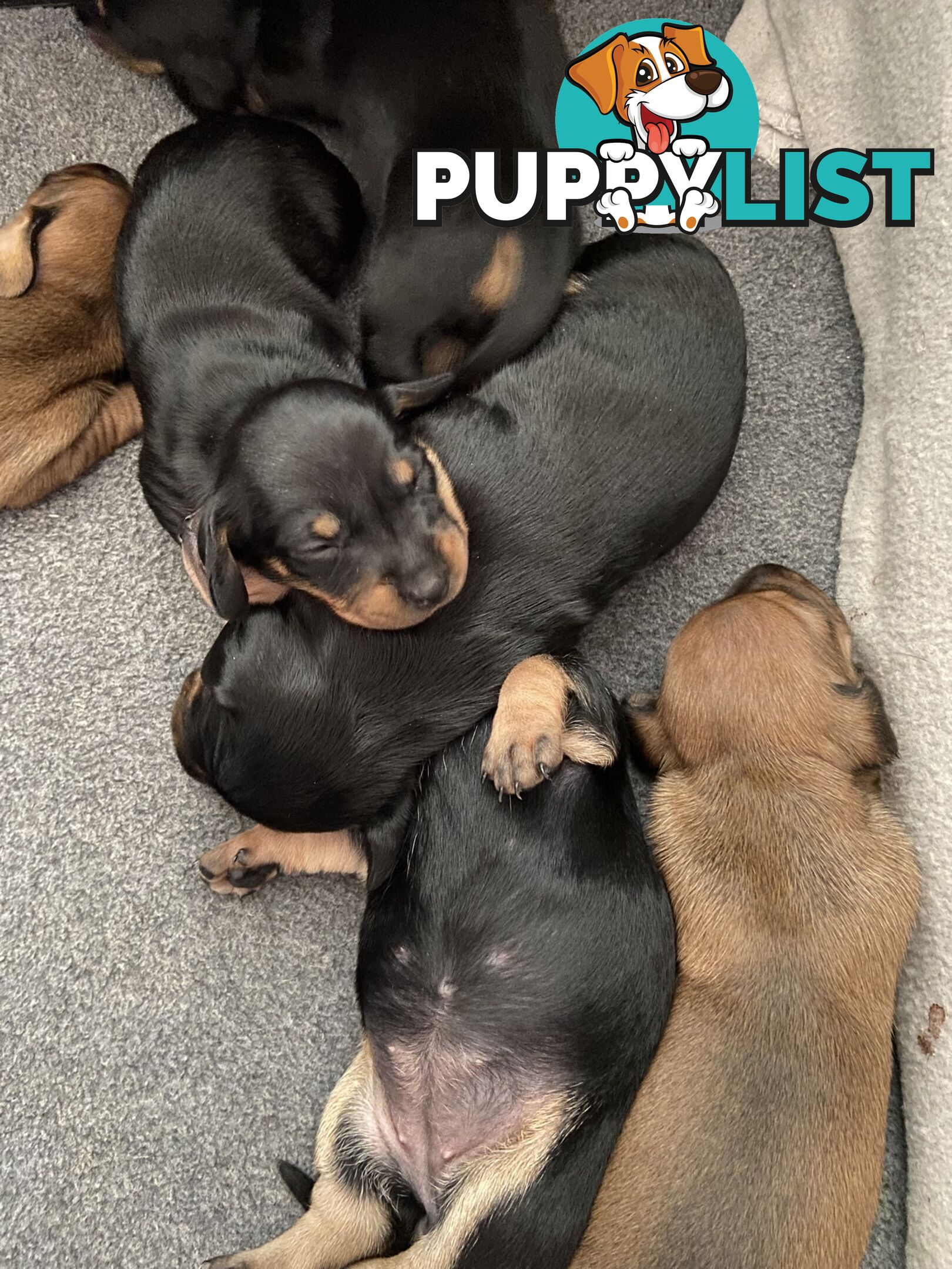 Adorable Pure Bred Dachshund Puppies