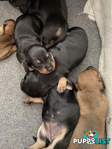 Adorable Pure Bred Dachshund Puppies