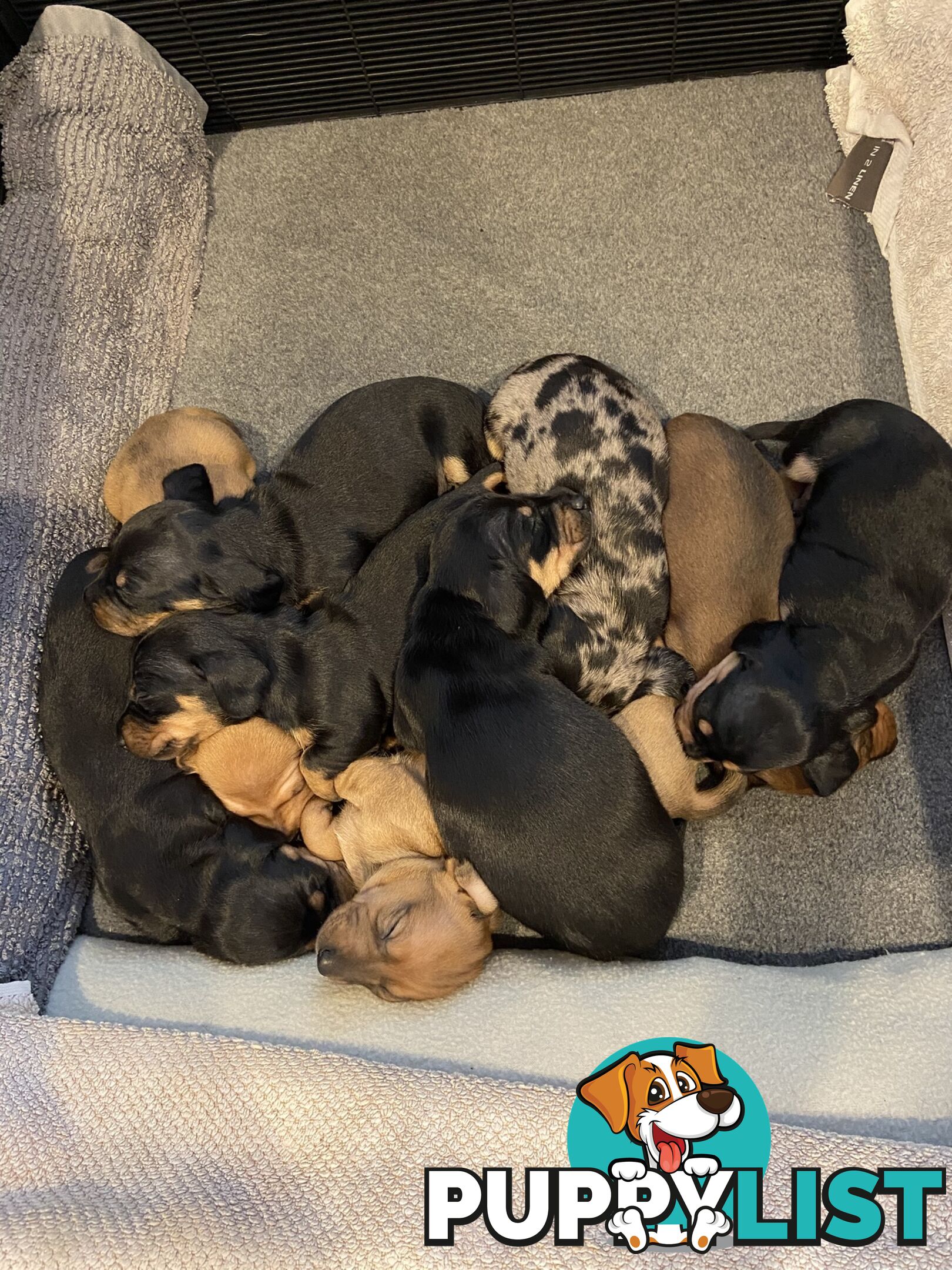 Adorable Pure Bred Dachshund Puppies