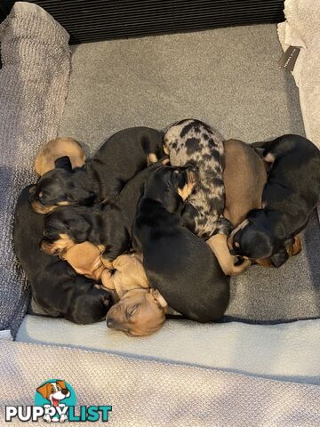 Adorable Pure Bred Dachshund Puppies