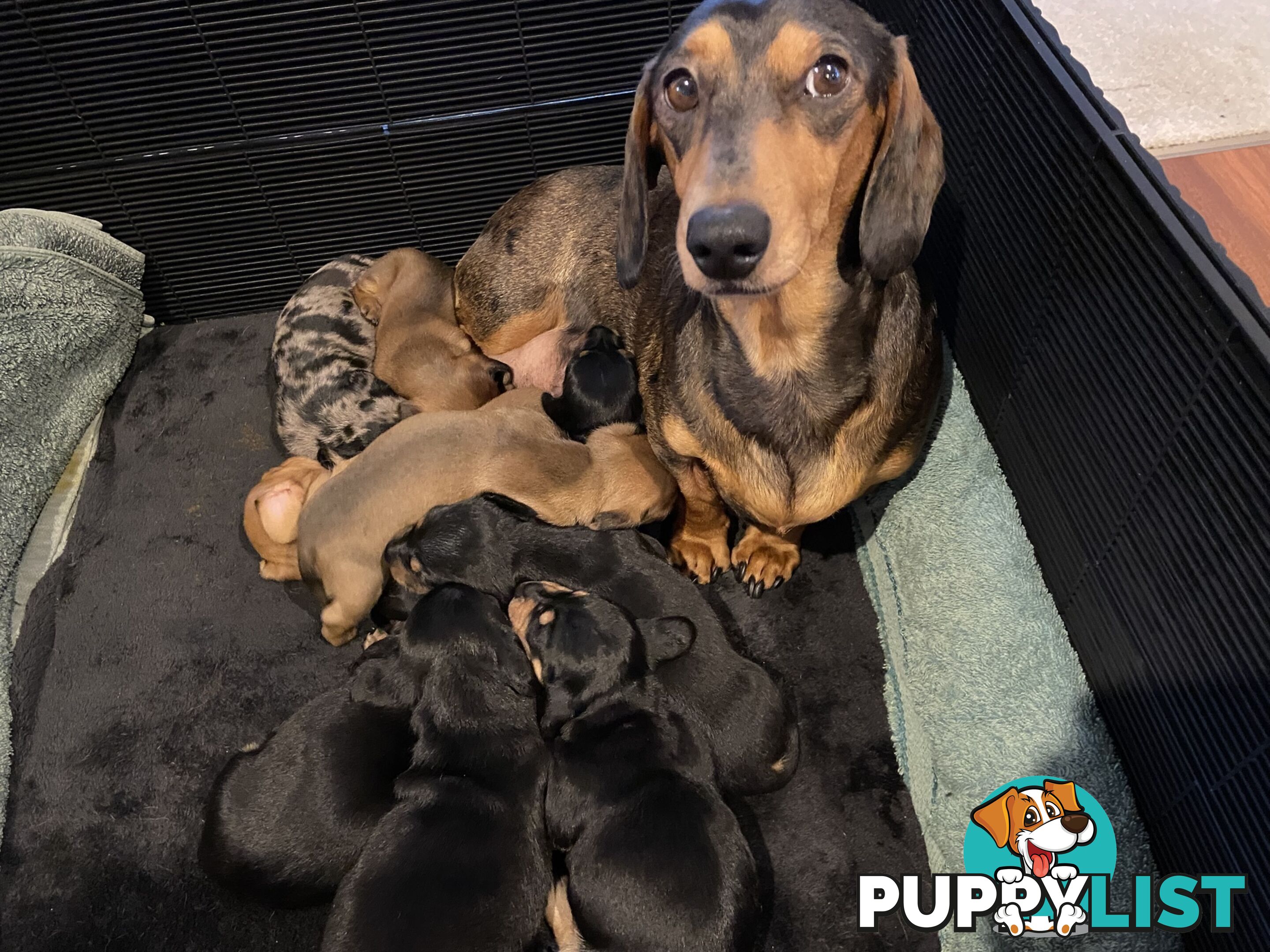 Adorable Pure Bred Dachshund Puppies