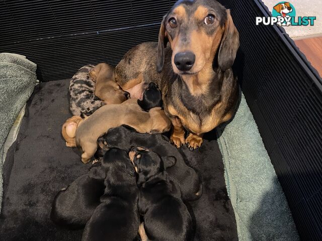 Adorable Pure Bred Dachshund Puppies