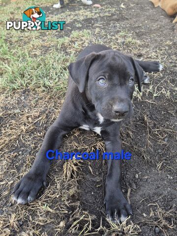 Bull Arab x Catahoula cross pups