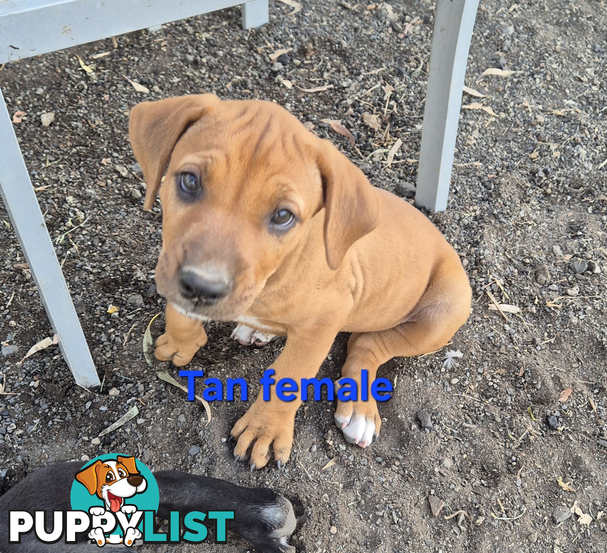 Bull Arab x Catahoula cross pups