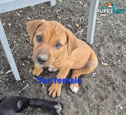 Bull Arab x Catahoula cross pups