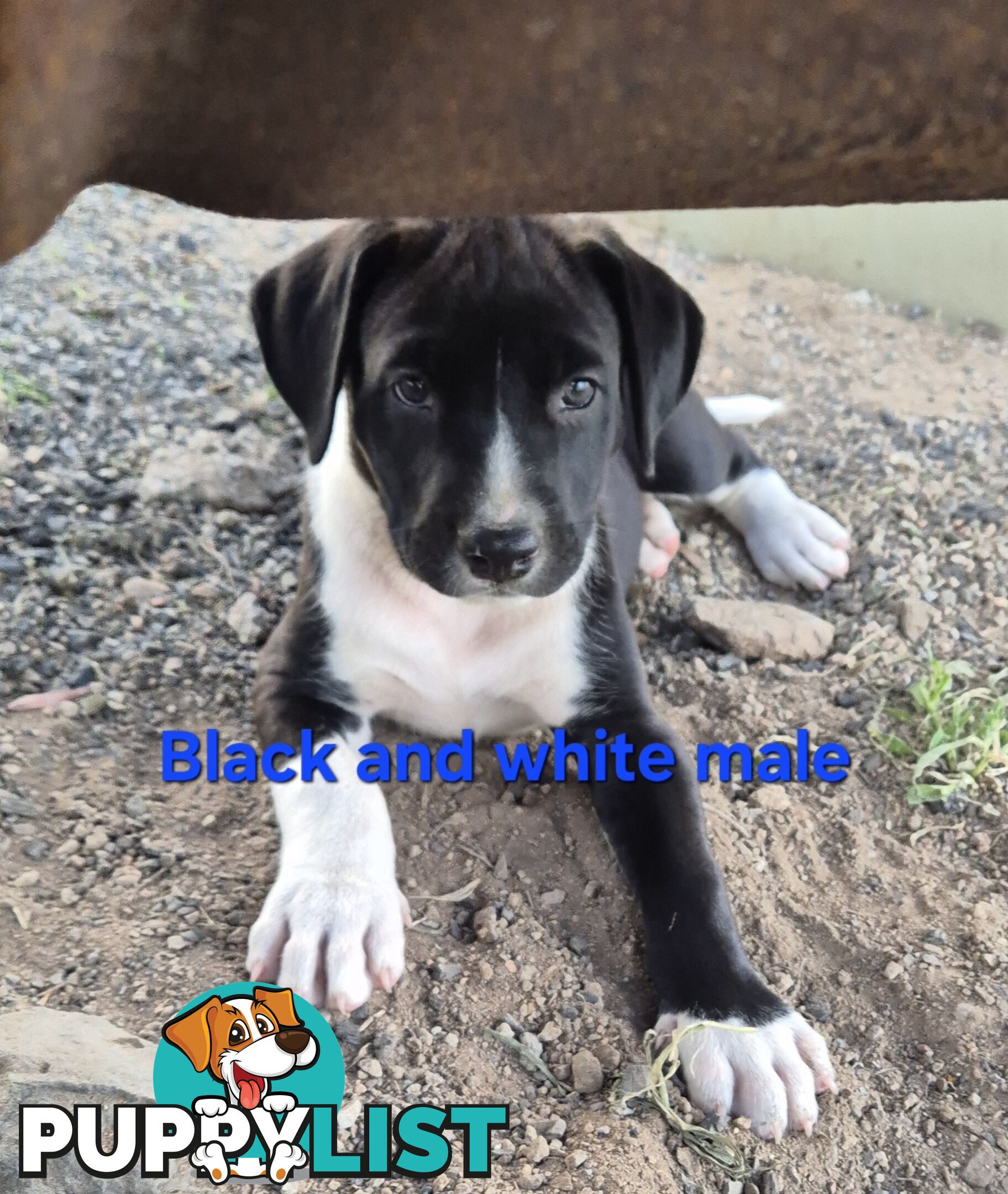 Bull Arab x Catahoula cross pups