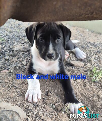 Bull Arab x Catahoula cross pups