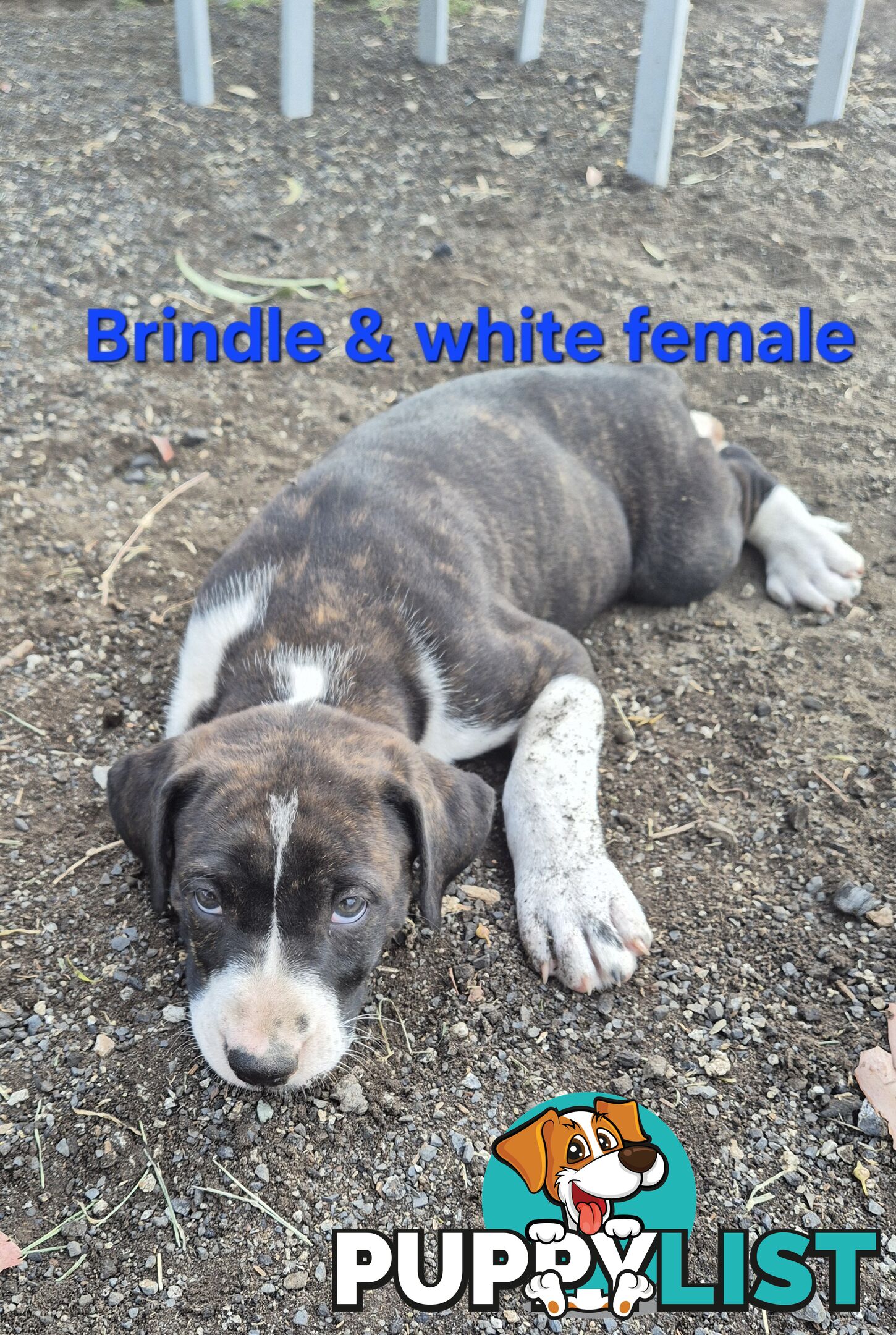 Bull Arab x Catahoula cross pups