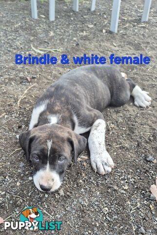 Bull Arab x Catahoula cross pups