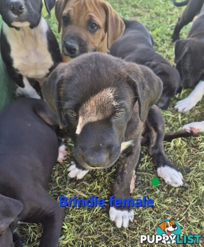 Bull Arab x Catahoula cross pups