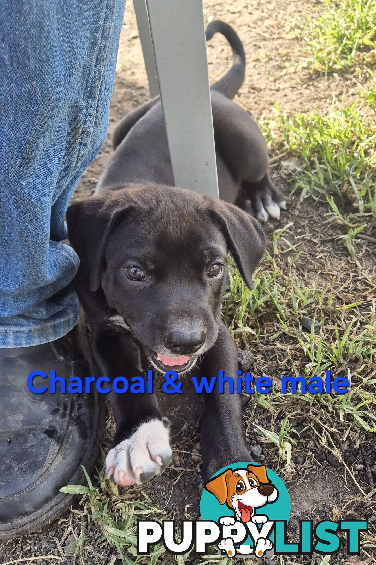 Bull Arab x Catahoula cross pups