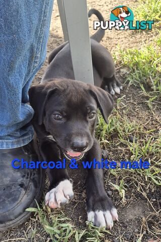 Bull Arab x Catahoula cross pups