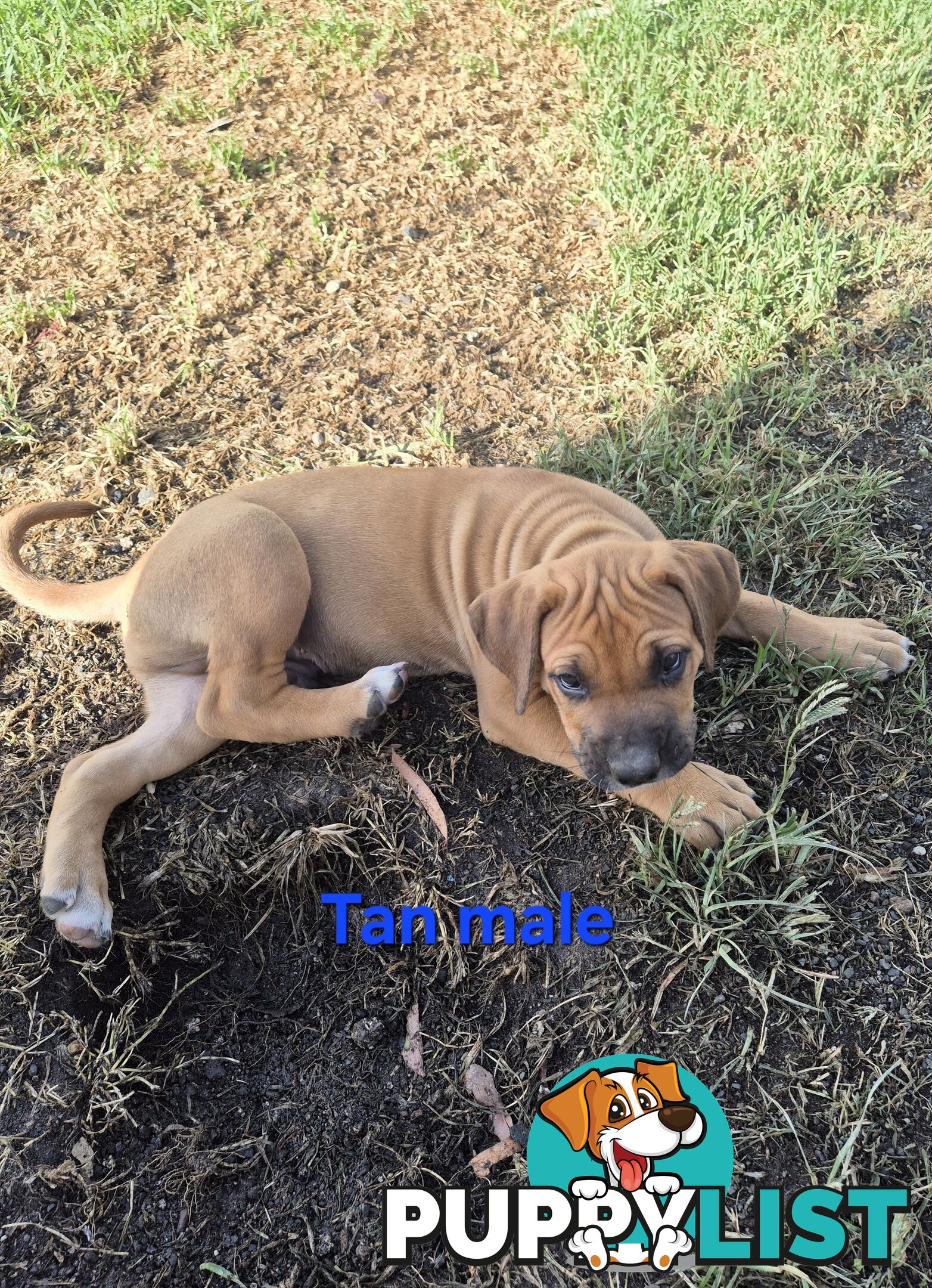 Bull Arab x Catahoula cross pups