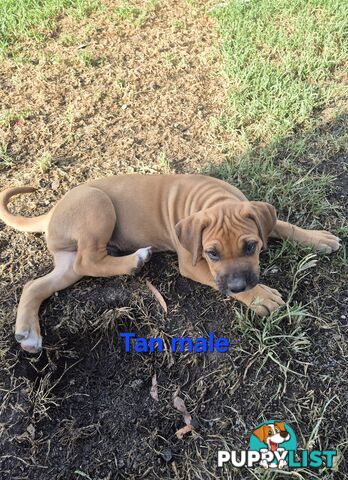 Bull Arab x Catahoula cross pups