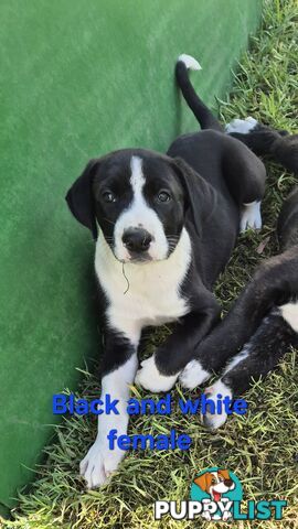 Bull Arab x Catahoula cross pups