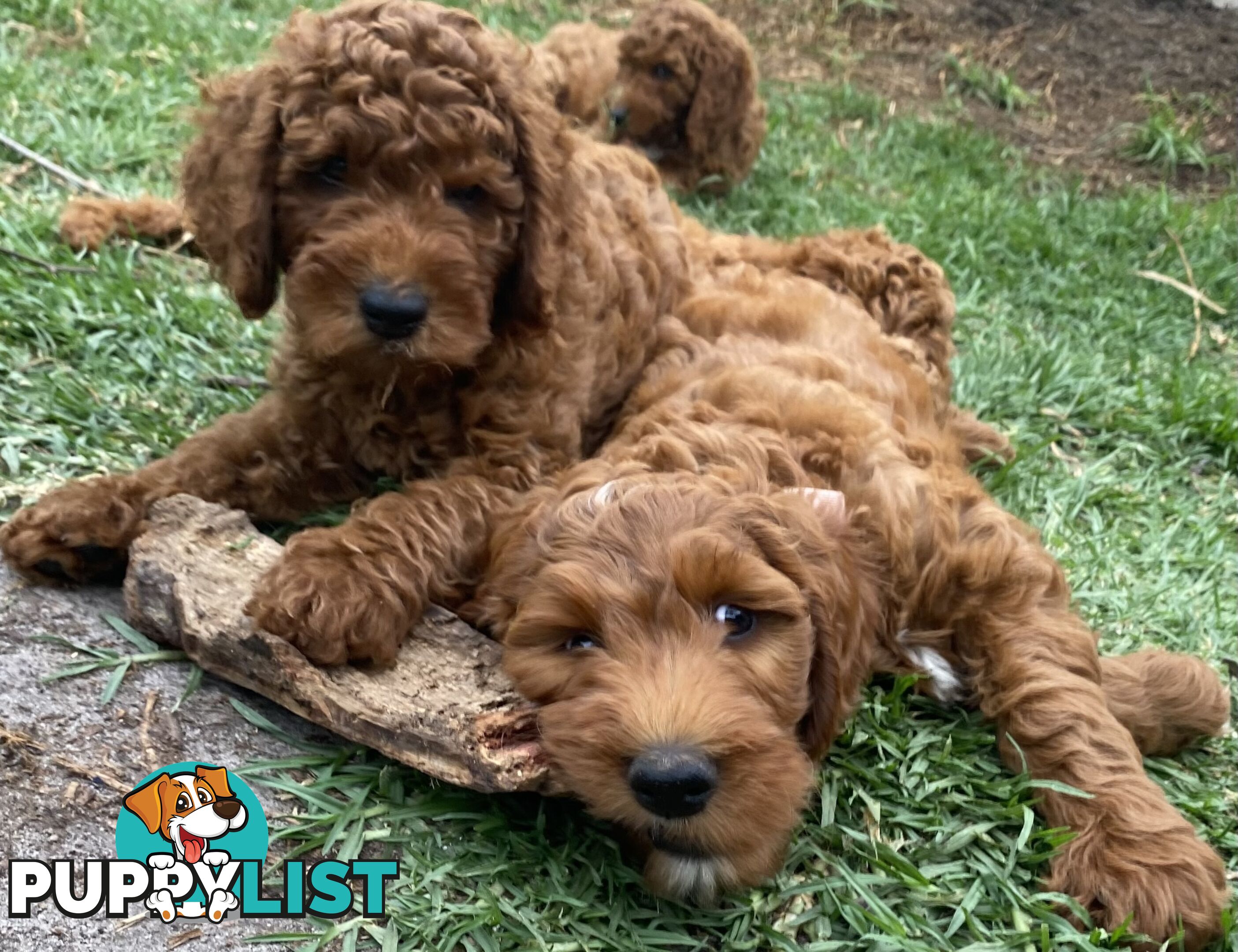 Irishoodles (colourlocked) Ph  only three males left