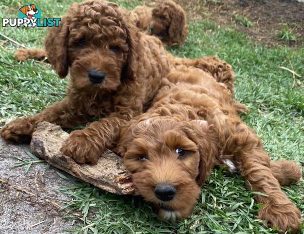Irishoodles (colourlocked) Ph  only three males left