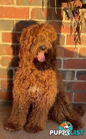 Irishoodles (colourlocked) Ph  only three males left