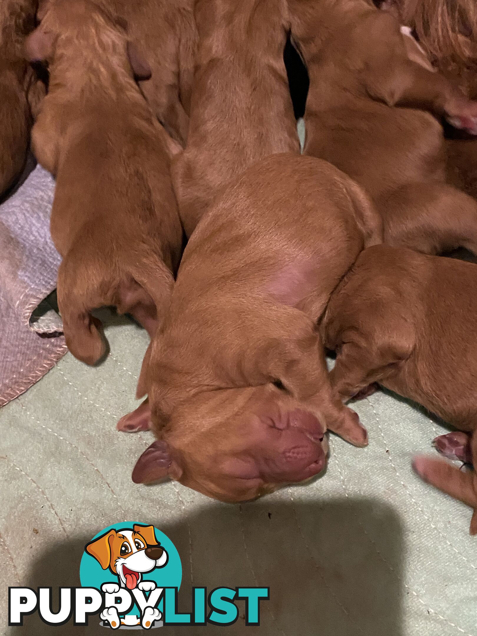 Irishoodles (colourlocked) Ph  only three males left