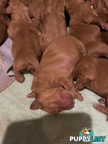 Irishoodles (colourlocked) Ph  only three males left