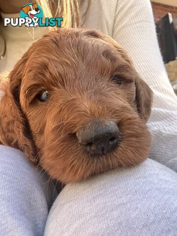 Irishoodles (colourlocked) Ph  only three males left