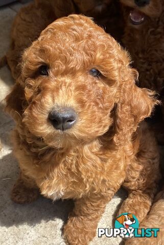 Irishoodles (colourlocked) Ph  only three males left