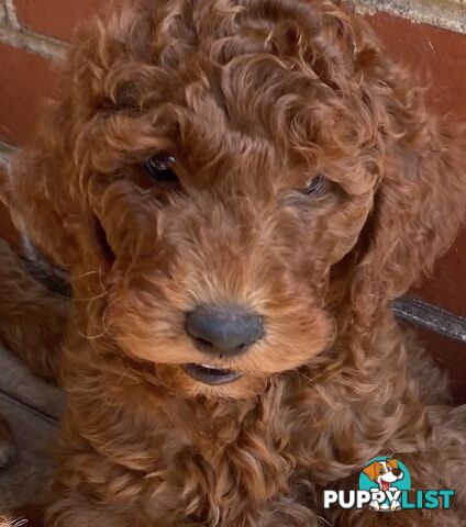 Irishoodles (colourlocked) Ph  only three males left